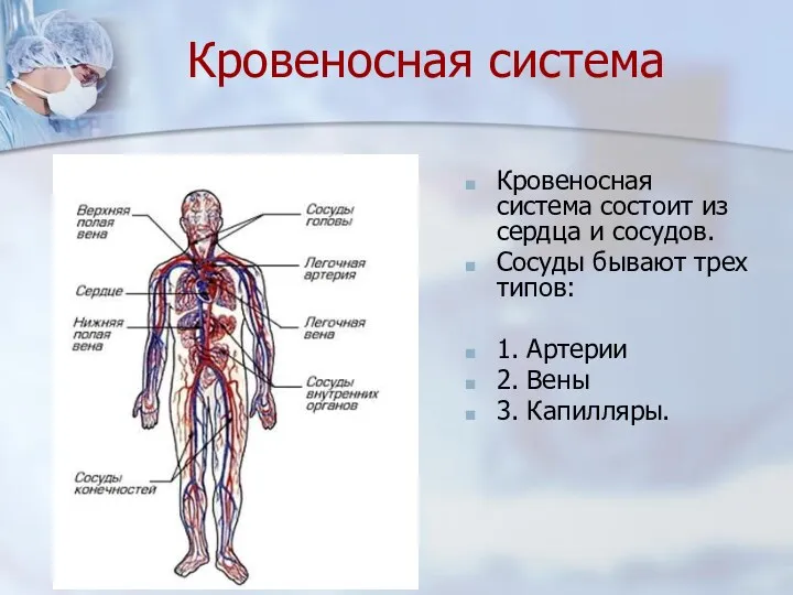 Кровеносная система Кровеносная система состоит из сердца и сосудов. Сосуды