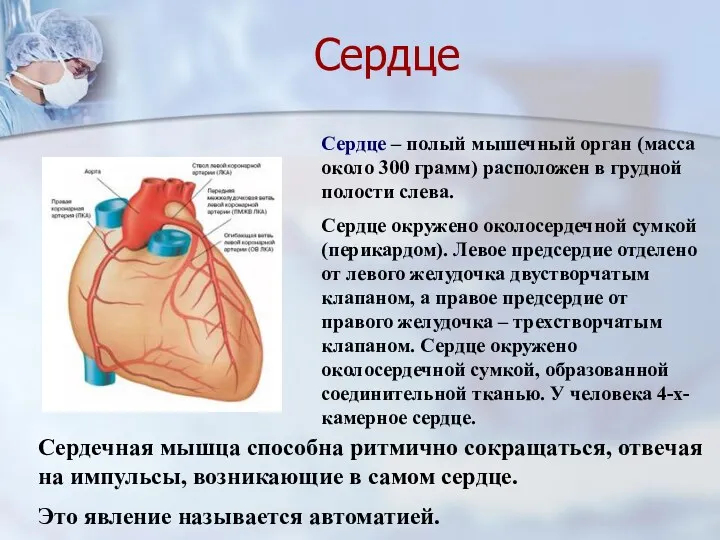 Сердце – полый мышечный орган (масса около 300 грамм) расположен