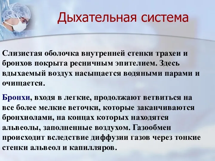 Дыхательная система Слизистая оболочка внутренней стенки трахеи и бронхов покрыта