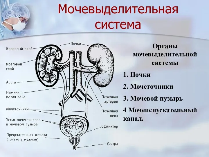 Мочевыделительная система Органы мочевыделительной системы 1. Почки 2. Мочеточники 3. Мочевой пузырь 4 Мочеиспускательный канал.