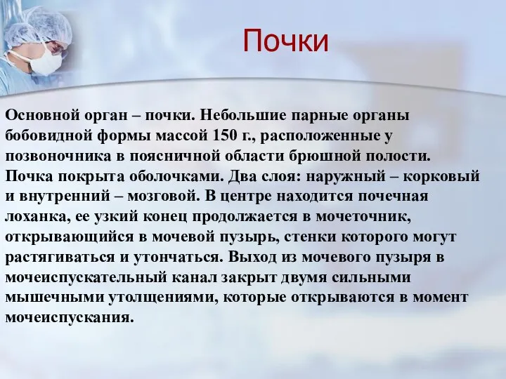 Основной орган – почки. Небольшие парные органы бобовидной формы массой