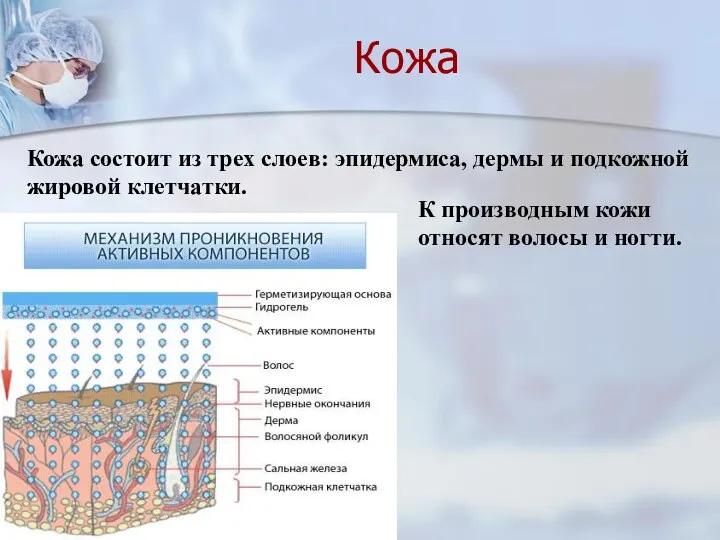 Кожа Кожа состоит из трех слоев: эпидермиса, дермы и подкожной