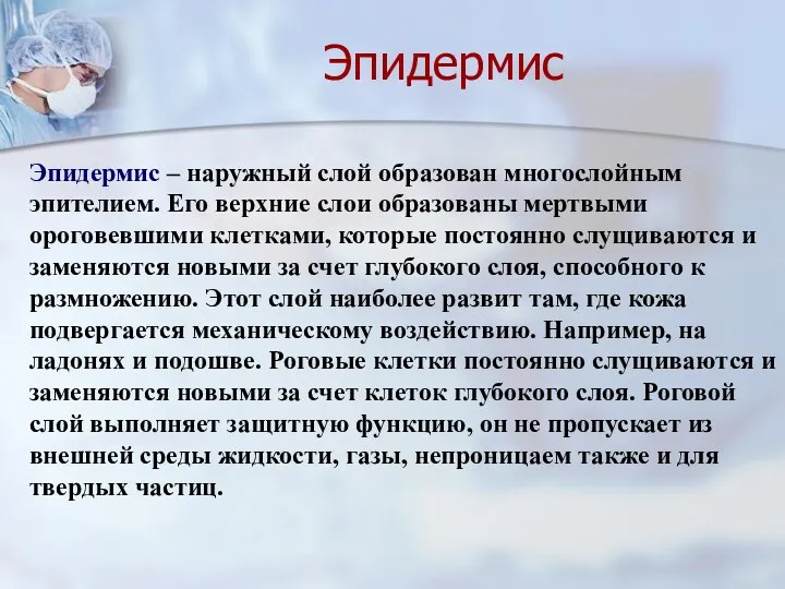 Эпидермис – наружный слой образован многослойным эпителием. Его верхние слои