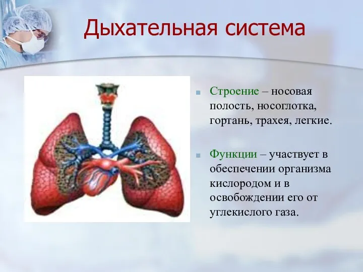 Дыхательная система Строение – носовая полость, носоглотка, гортань, трахея, легкие.