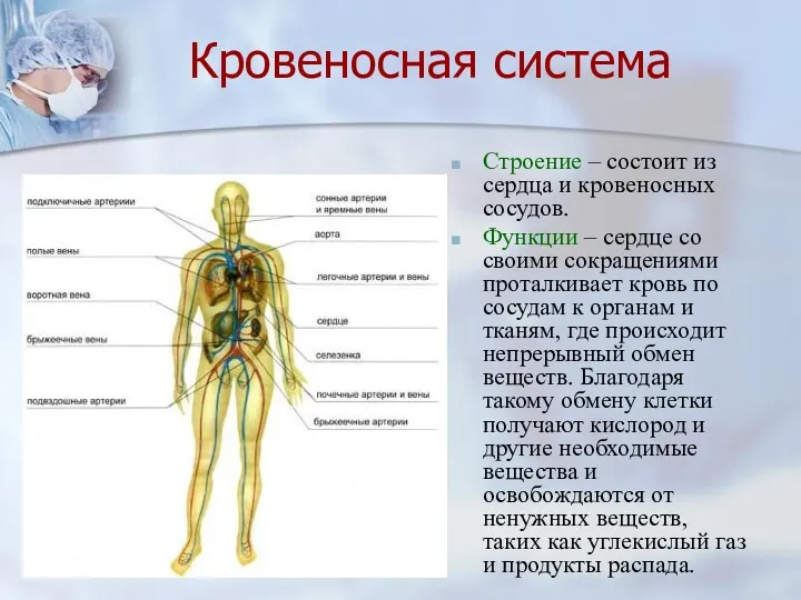 Кровеносная система Строение – состоит из сердца и кровеносных сосудов.