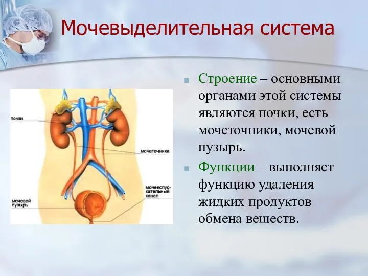 Мочевыделительная система Строение – основными органами этой системы являются почки,