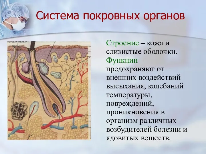 Система покровных органов Строение – кожа и слизистые оболочки. Функции