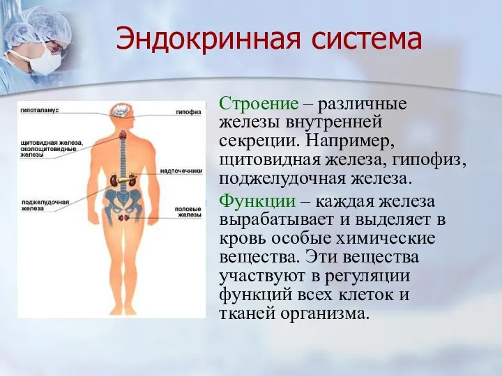 Эндокринная система Строение – различные железы внутренней секреции. Например, щитовидная