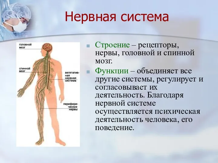 Нервная система Строение – рецепторы, нервы, головной и спинной мозг.