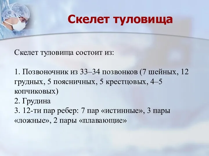 Скелет туловища Скелет туловища состоит из: 1. Позвоночник из 33–34