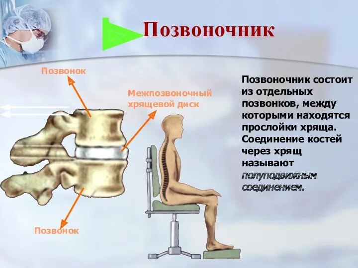 Позвоночник состоит из отдельных позвонков, между которыми находятся прослойки хряща.