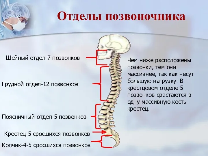 Чем ниже расположены позвонки, тем они массивнее, так как несут