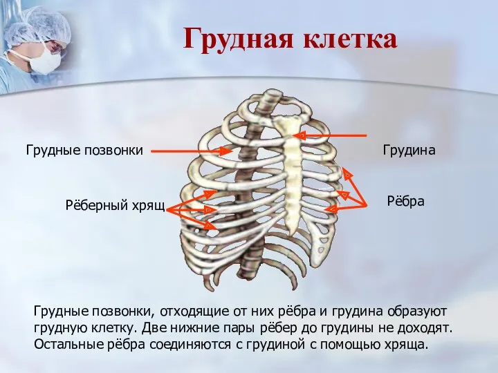 Грудные позвонки, отходящие от них рёбра и грудина образуют грудную