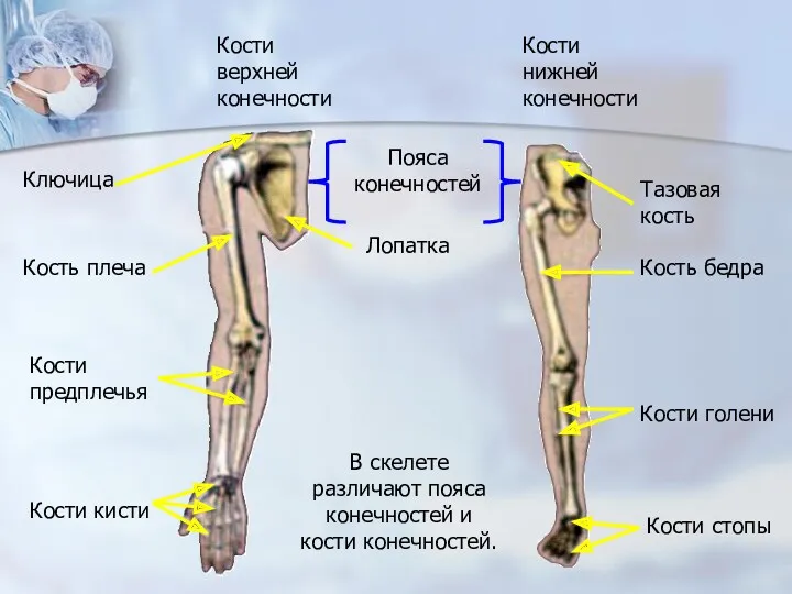 Кости верхней конечности Кости нижней конечности Ключица Лопатка Кость плеча