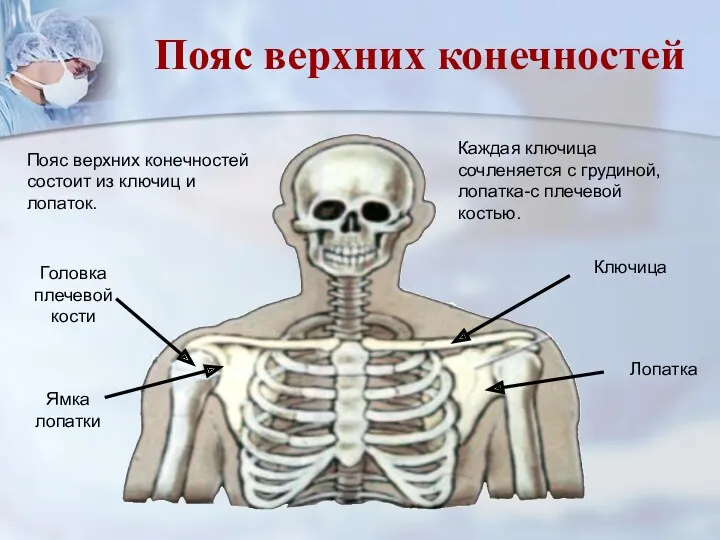 Пояс верхних конечностей состоит из ключиц и лопаток. Каждая ключица