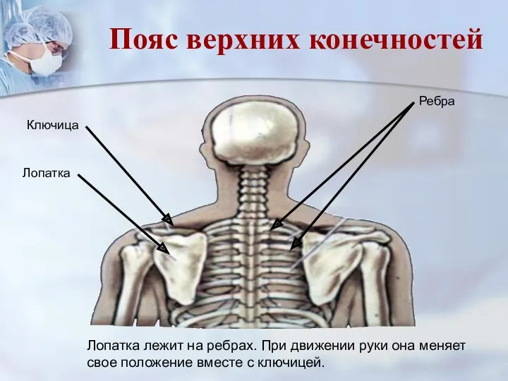 Лопатка лежит на ребрах. При движении руки она меняет свое