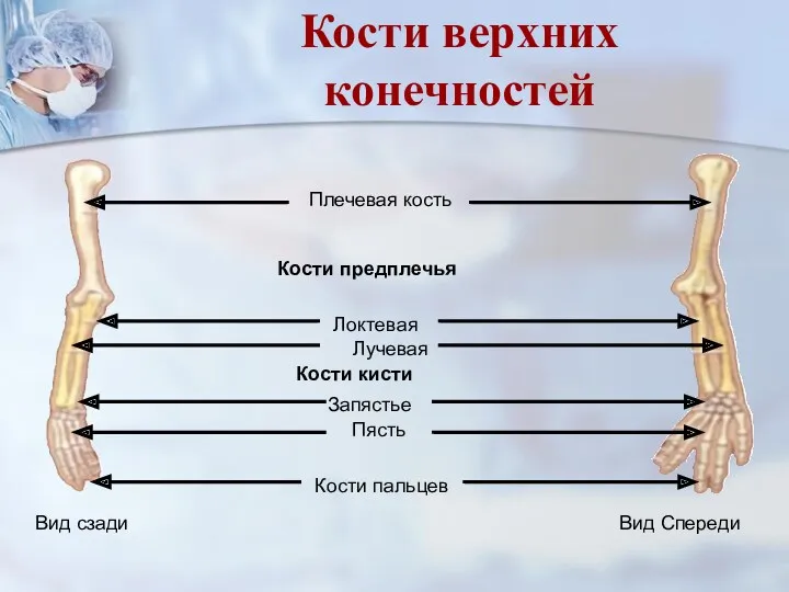 Плечевая кость Кости предплечья Локтевая Лучевая Кости кисти Запястье Пясть