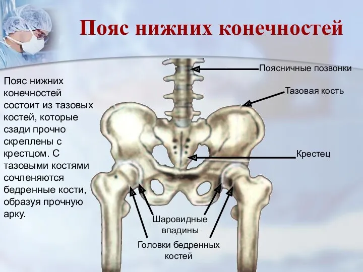 Пояс нижних конечностей состоит из тазовых костей, которые сзади прочно