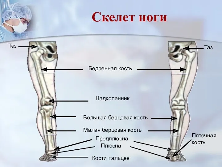 Таз Таз Бедренная кость Надколенник Большая берцовая кость Малая берцовая