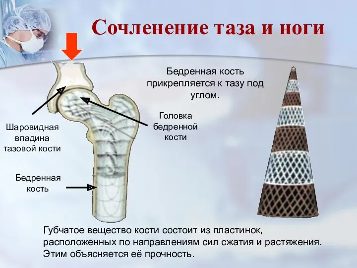 Бедренная кость прикрепляется к тазу под углом. Губчатое вещество кости