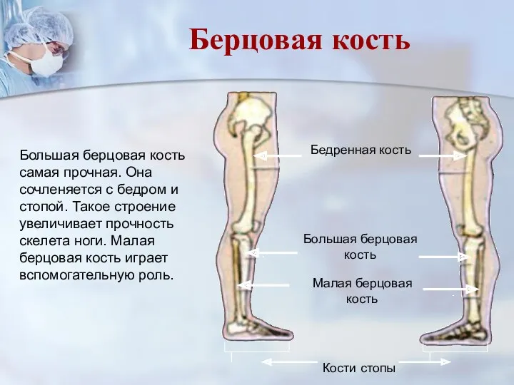 Большая берцовая кость самая прочная. Она сочленяется с бедром и