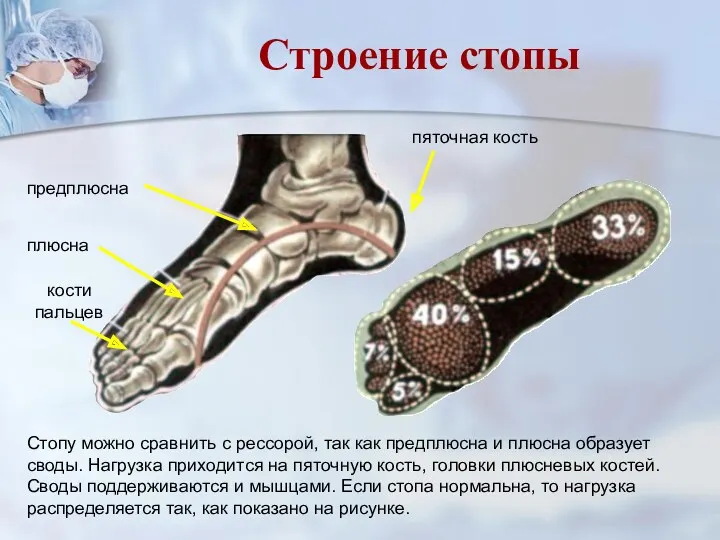 Стопу можно сравнить с рессорой, так как предплюсна и плюсна