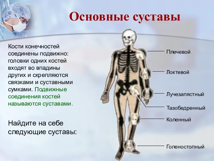 Найдите на себе следующие суставы: Кости конечностей соединены подвижно: головки