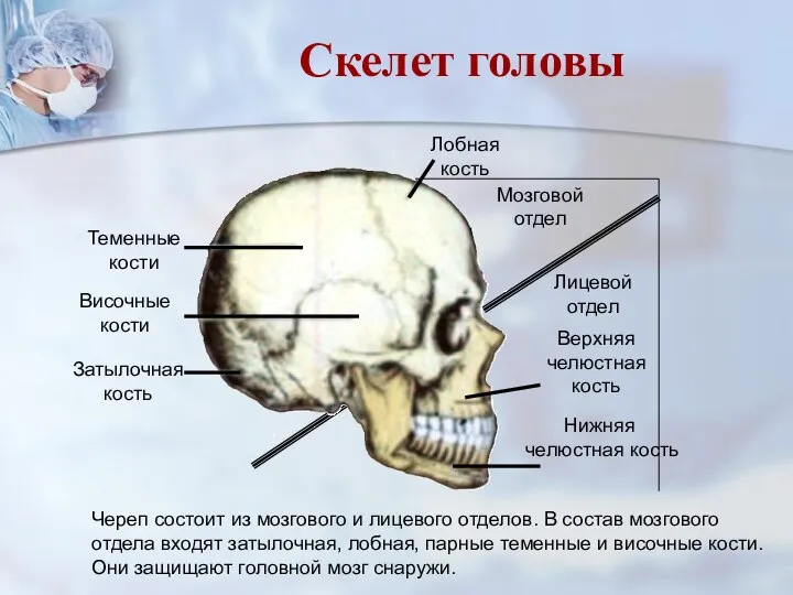 Череп состоит из мозгового и лицевого отделов. В состав мозгового