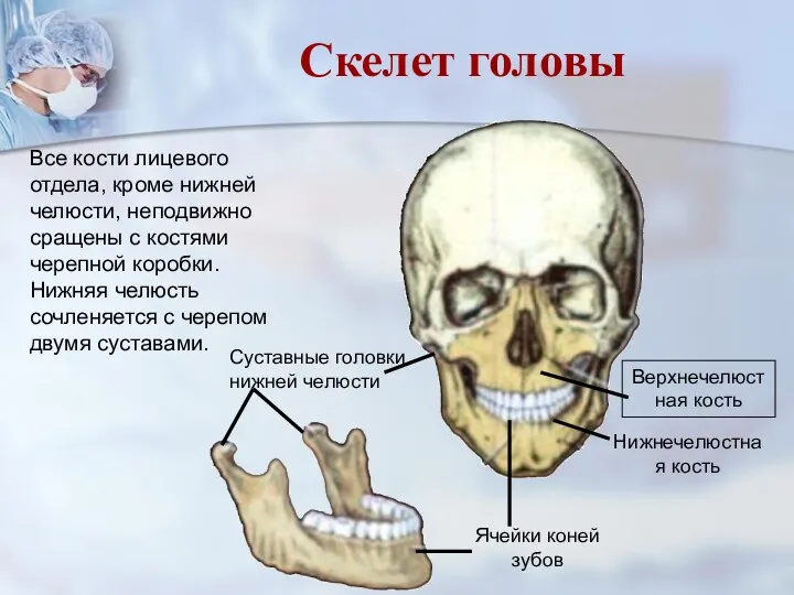 Все кости лицевого отдела, кроме нижней челюсти, неподвижно сращены с