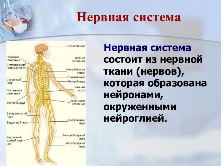 Нервная система состоит из нервной ткани (нервов), которая образована нейронами, окруженными нейроглией. Нервная система