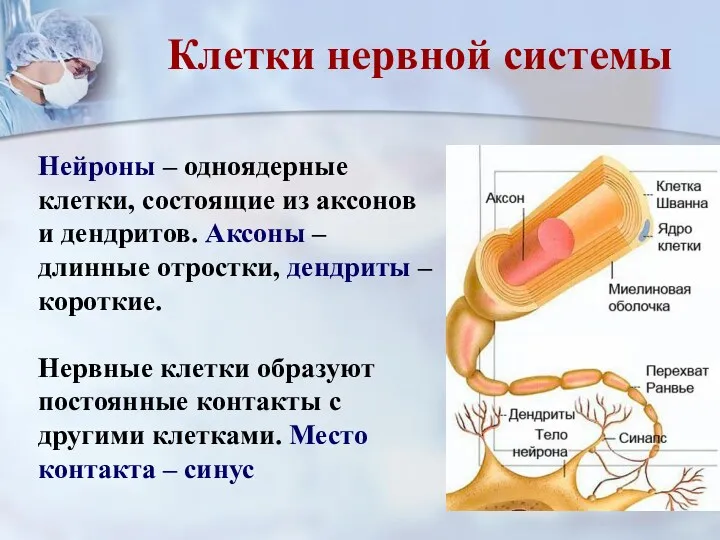 Нейроны – одноядерные клетки, состоящие из аксонов и дендритов. Аксоны