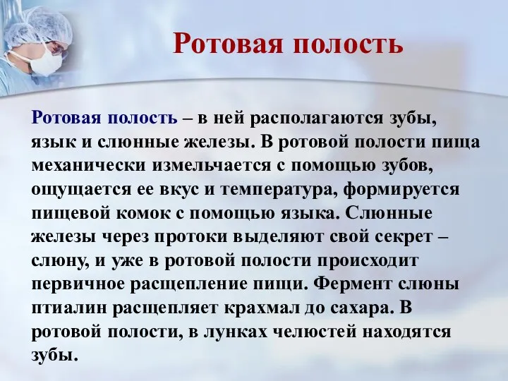 Ротовая полость – в ней располагаются зубы, язык и слюнные