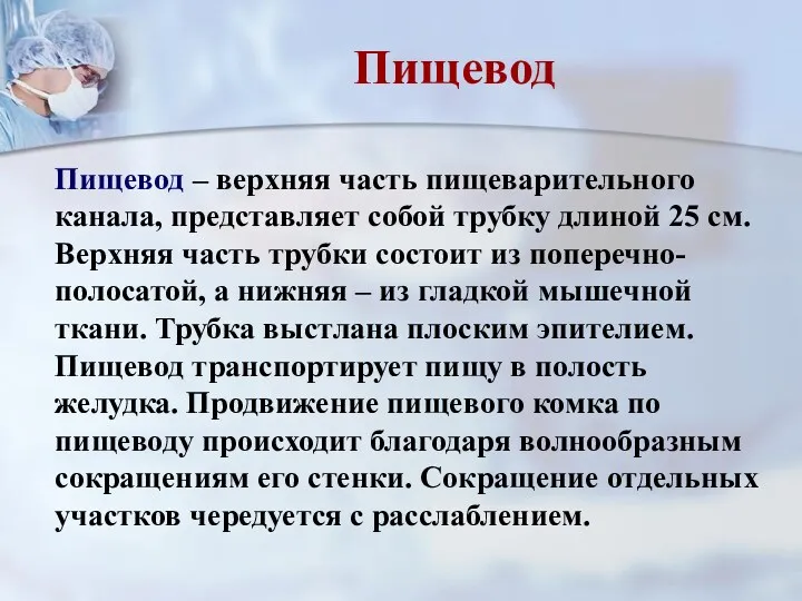 Пищевод – верхняя часть пищеварительного канала, представляет собой трубку длиной