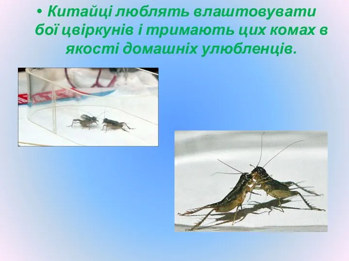 Китайці люблять влаштовувати бої цвіркунів і тримають цих комах в якості домашніх улюбленців.