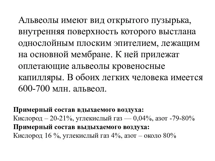 Альвеолы имеют вид открытого пузырька, внутренняя поверхность которого выстлана однослойным