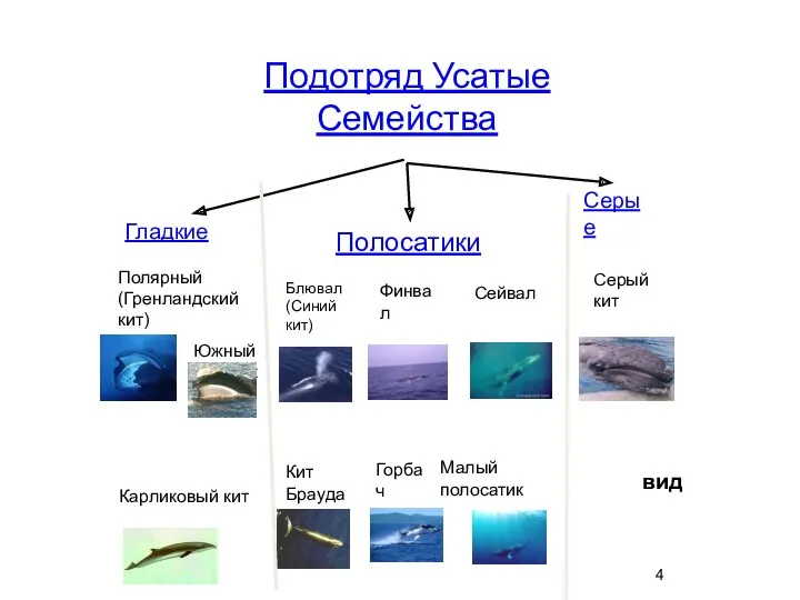 Подотряд Усатые Семейства Гладкие Полосатики Серые Полярный (Гренландский кит) Южный