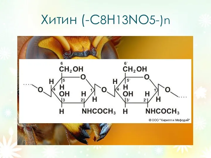 Хитин (-С8Н13NO5-)n