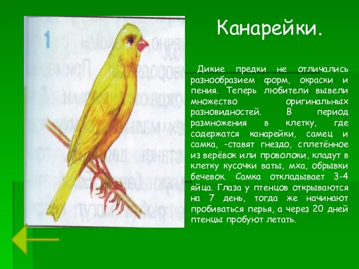 Канарейки. Дикие предки не отличались разнообразием форм, окраски и пения.