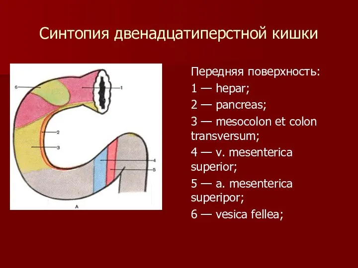 Синтопия двенадцатиперстной кишки Передняя поверхность: 1 — hepar; 2 —