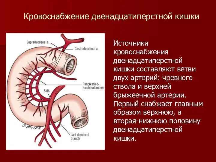 Источники кровоснабжения двенадцатиперстной кишки составляют ветви двух артерий: чревного ствола
