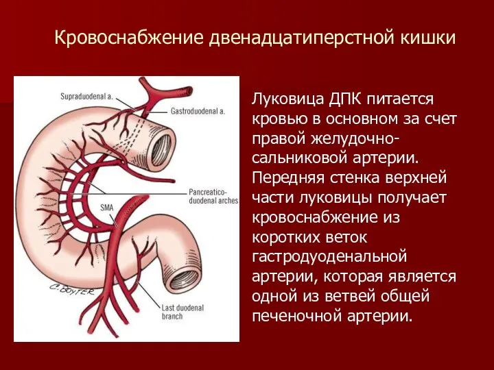 Луковица ДПК питается кровью в основном за счет правой желудочно-сальниковой