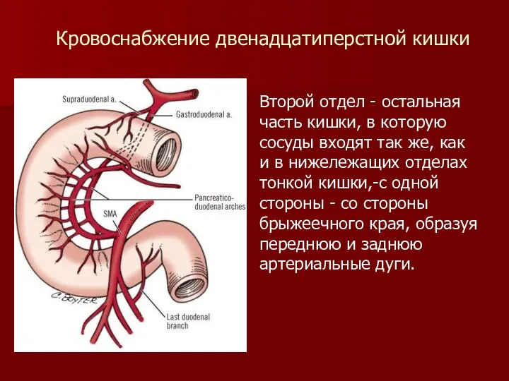 Второй отдел - остальная часть кишки, в которую сосуды входят