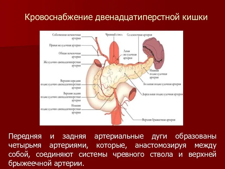 Передняя и задняя артериальные дуги образованы четырьмя артериями, которые, анастомозируя
