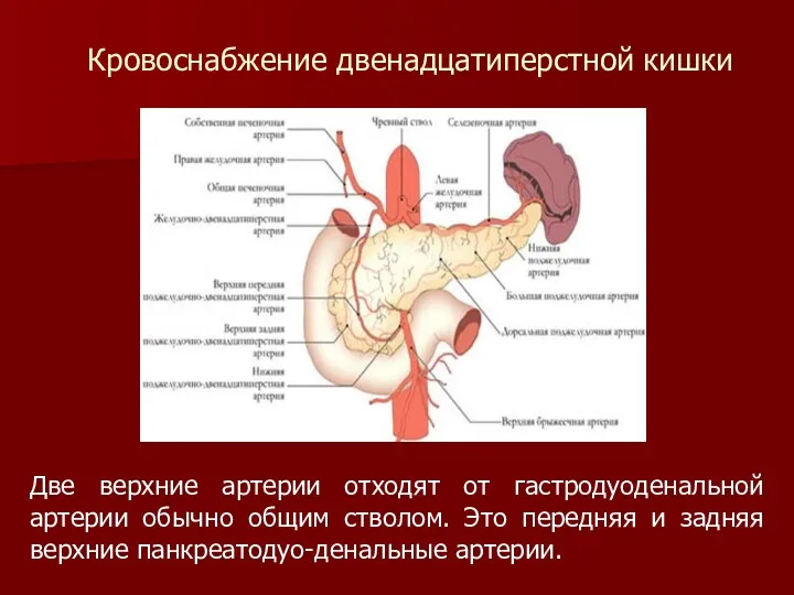 Две верхние артерии отходят от гастродуоденальной артерии обычно общим стволом.