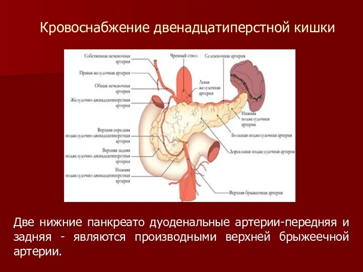 Две нижние панкреато дуоденальные артерии-передняя и задняя - являются производными верхней брыжеечной артерии. Кровоснабжение двенадцатиперстной кишки
