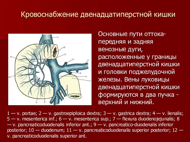 Основные пути оттока-передняя и задняя венозные дуги, расположенные у границы