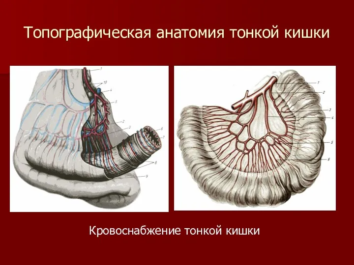 Топографическая анатомия тонкой кишки Кровоснабжение тонкой кишки