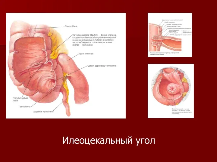 Илеоцекальный угол