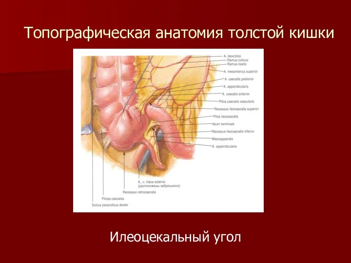 Топографическая анатомия толстой кишки Илеоцекальный угол