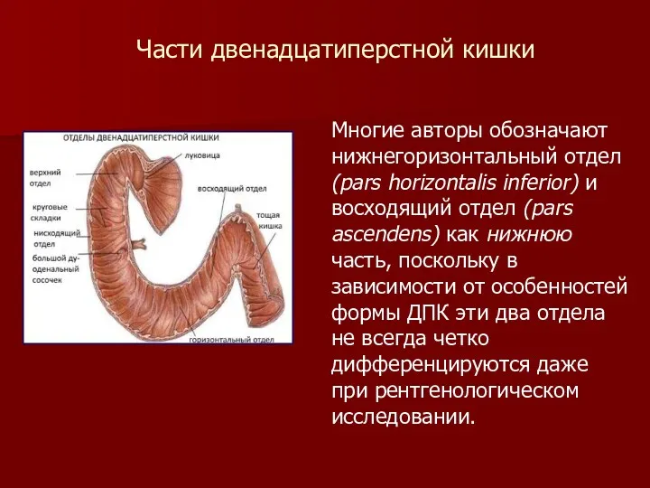 Многие авторы обозначают нижнегоризонтальный отдел (pars horizontalis inferior) и восходящий